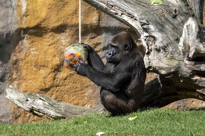 Helados para animales en Bioparc Valencia