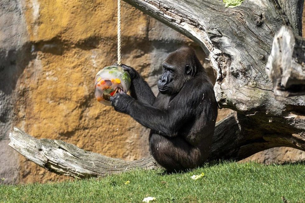 Helados para animales en Bioparc Valencia