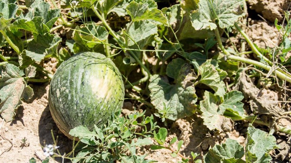 Melón en el campo