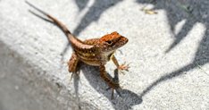 Curiosity