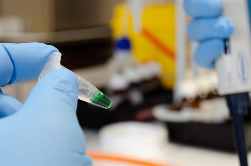 Archivo - Investigadores andaluces reutilizan el alga asiática invasora para mejorar piensos de acuicultura.