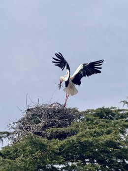 Una cigüeña fotografiada en el municipio abulense de Piedrahíta