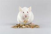 Foto: El hábito que compartimos con los ratones: el gesto que hacen justo antes de comer