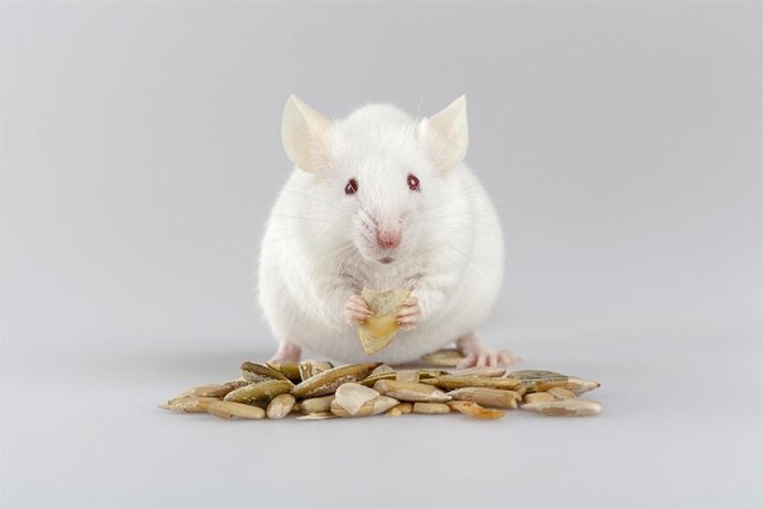 Archivo - Ratón albino comiendo
