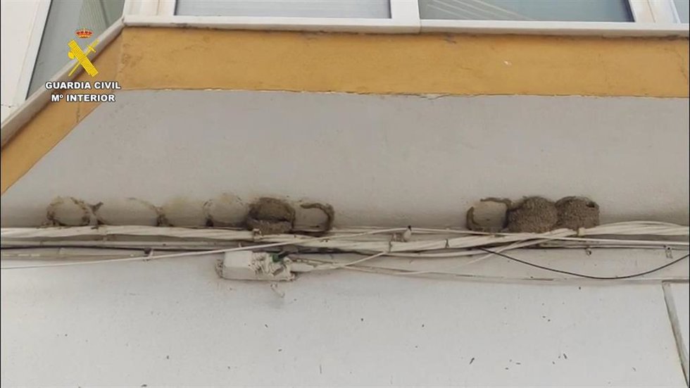 Nidos de 'aviión común' destruidos en Conil.