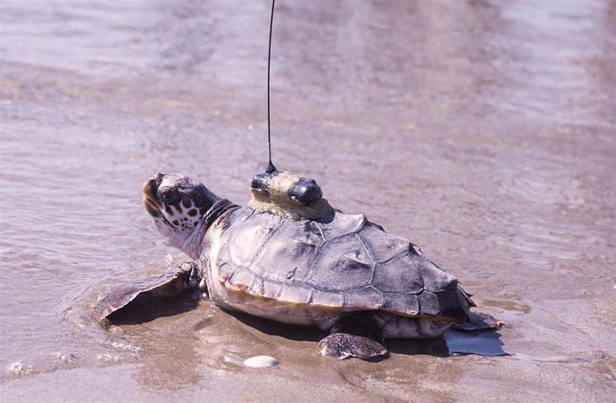 Menorquina entrando al agua
