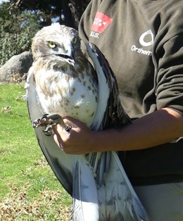 Ejemplar de águila culebra rehabilitada en el Centro de Recuperación de Animales Silvestres (CRAS) de la Comunidad de Madrid