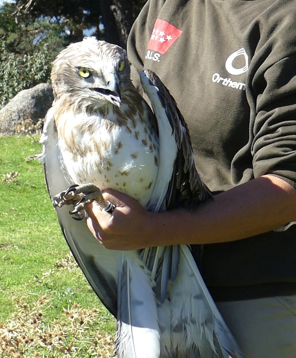Ejemplar de águila culebra rehabilitada en el Centro de Recuperación de Animales Silvestres (CRAS) de la Comunidad de Madrid