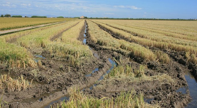 Archivo - Arroz en l'Albufera