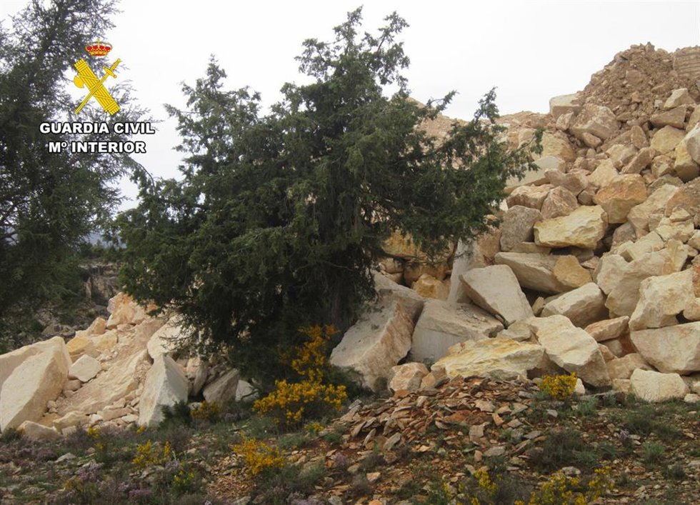 Un ejemplar de Sabina Albar, especie protegida, aplastado por los bloques de piedra y desprendimientos procedentes de la actividad de las canteras y de las obras de restauración anexas en el entorno del barranco de la Tapia