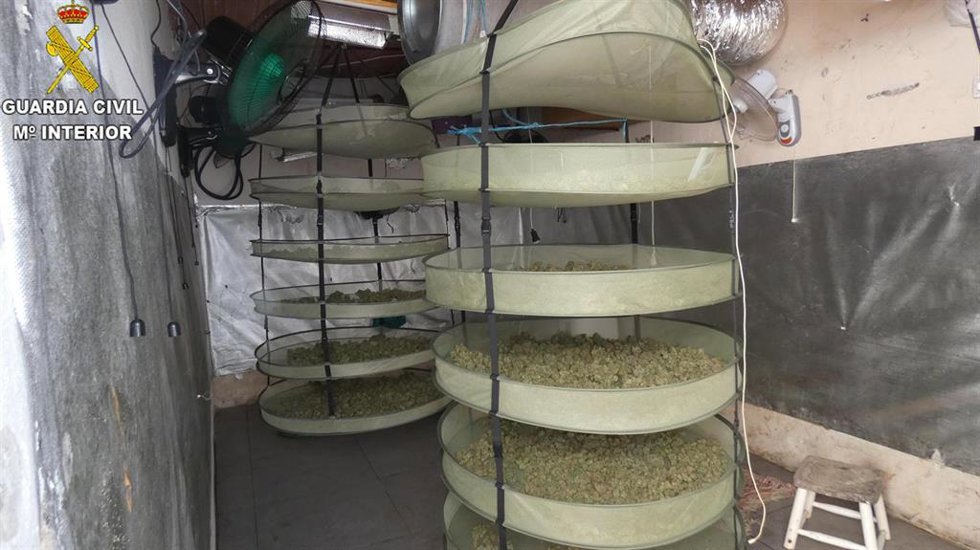 Cogollos de marihuana en proceso de secado intervenidos en una vivienda en Jerez.