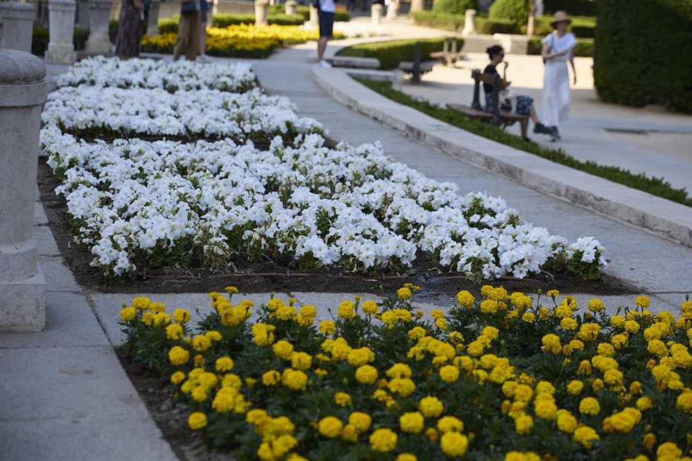 Archivo - Flores amarillas y blancas recién plantadas para la visita del papa León XIV en el pasado mes de junio