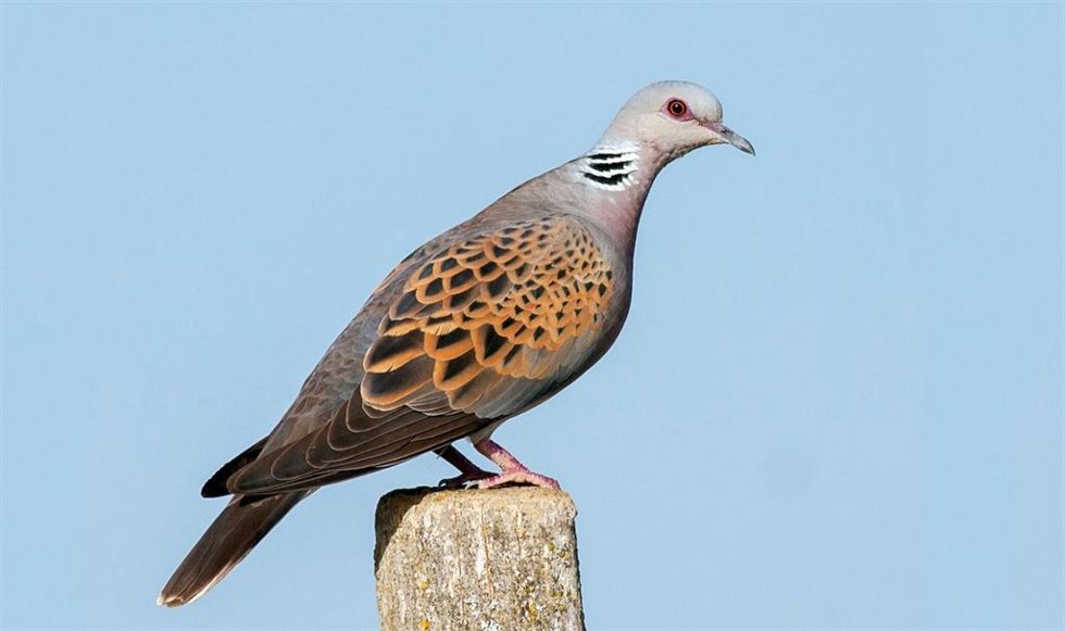 Archivo - Ejemplar de tórtola europea ('Streptopelia turtur').