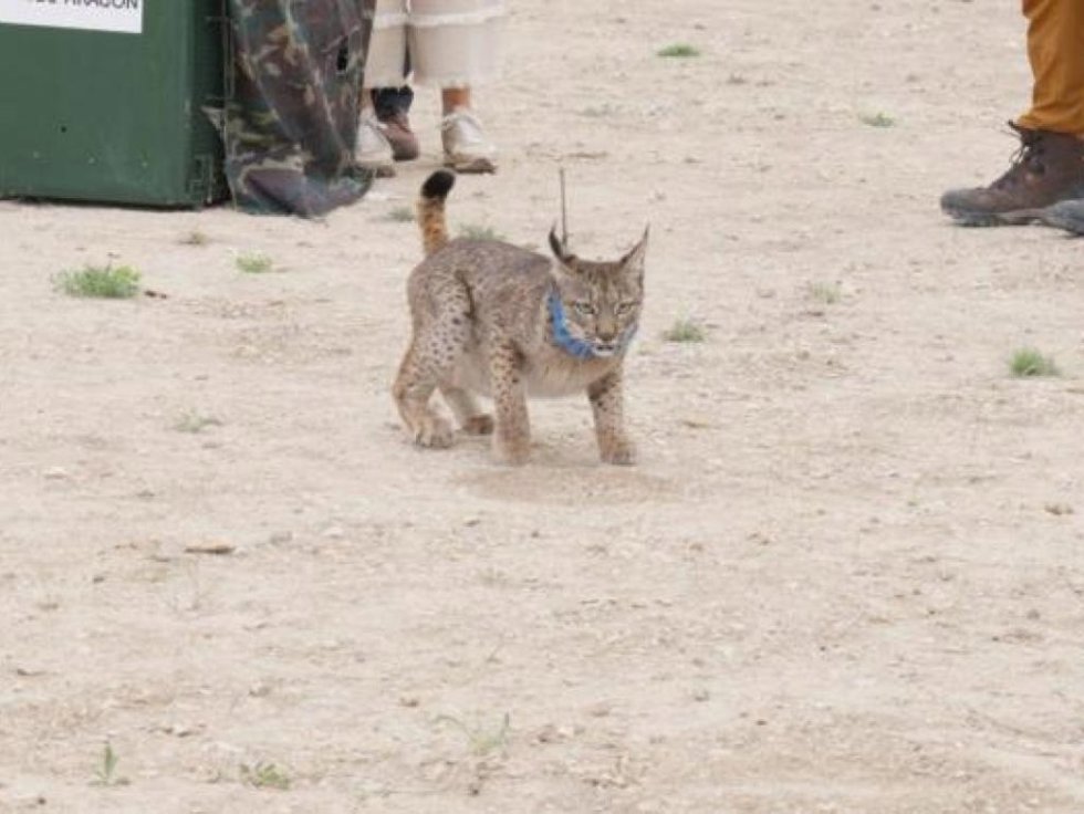 El lince ibérico 'Waka' durante su liberación el pasado mes de abril.