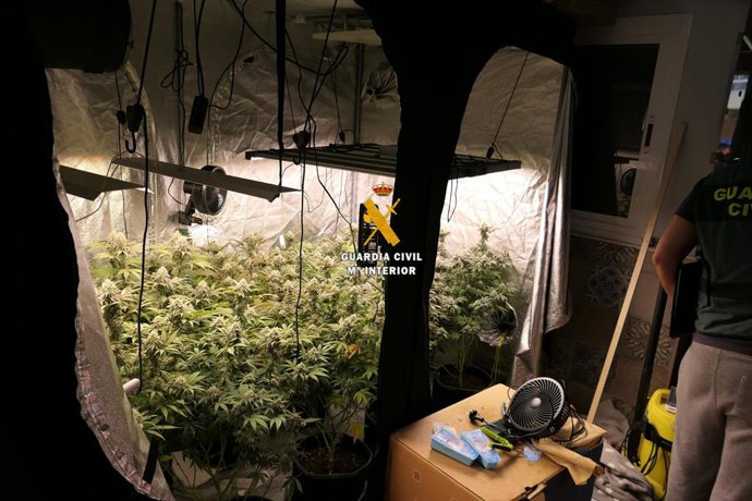 Un detenido tras desmantelar un laboratorio clandestino de cannabis en Torrox