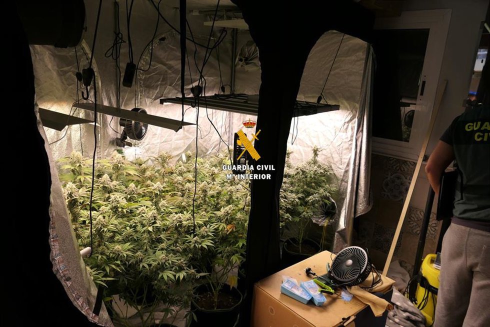 Un detenido tras desmantelar un laboratorio clandestino de cannabis en Torrox