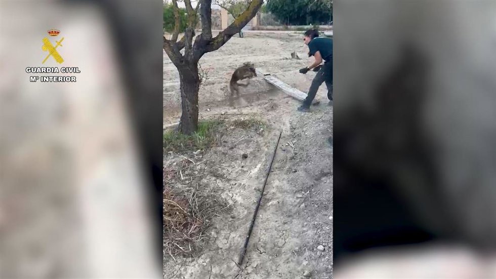Rescate del animal