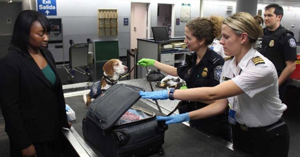 Viajar con mascota