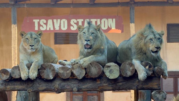 Makhulu, Silbán e Irati, los tres leones africanos nacidos en Terra Natura Murcia en 2023, han cumplido tres años de vida