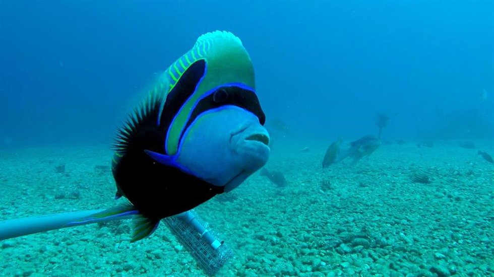 'Pomacanthus imperator', una de las especies monitorizadas en el Mar Rojo.