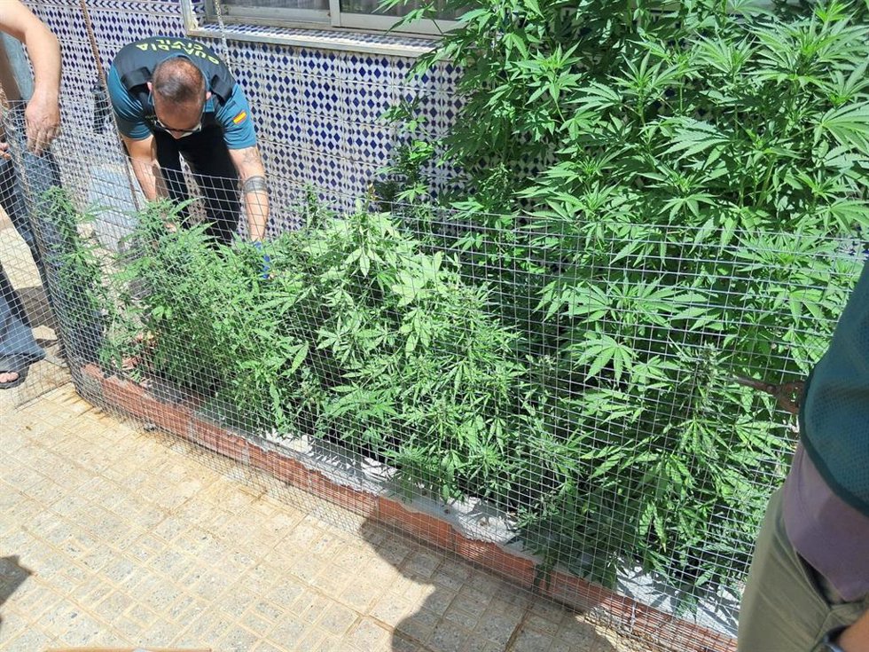 Plantación de marihuana desmantelada en la localidad de Peñarroya-Pueblonuevo.
