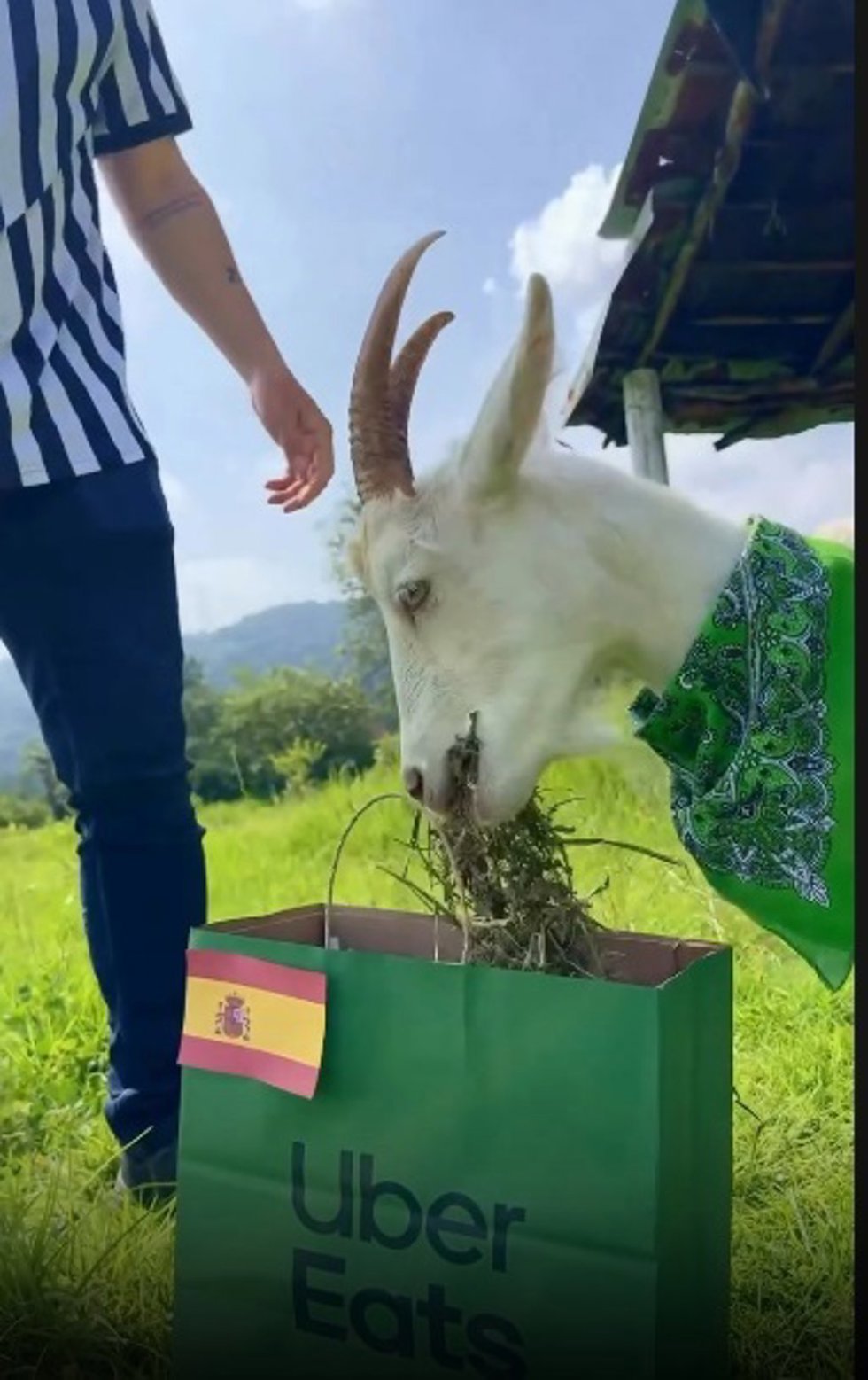 Hugo, la cabra viral de Uber Eats que predijo el pase de España a los cuartos de final del Mundial de fútbol de 2026.