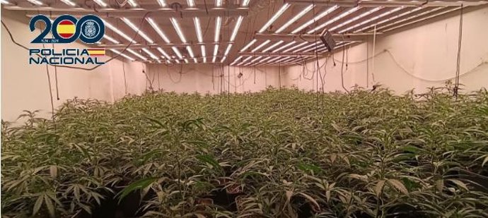 Plantación de marihuana en El Sotillo.
