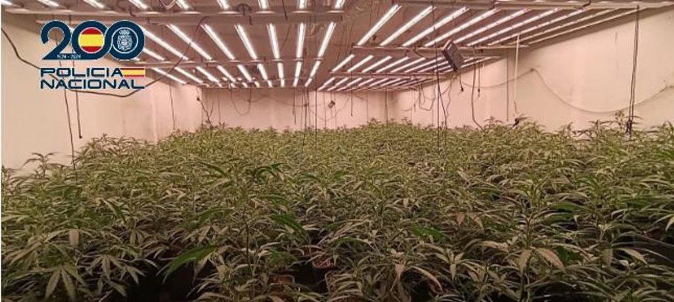 Plantación de marihuana en El Sotillo.