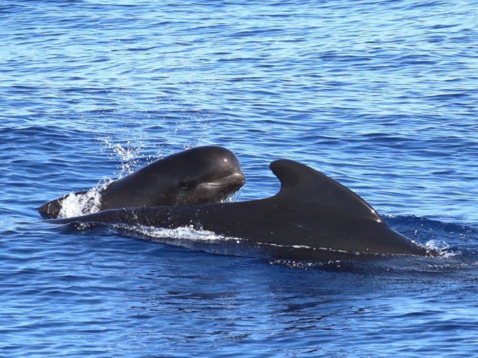 Personal del Instituto Español de Oceanografía (IEO, CSIC) ha finalizado la campaña Cetalboran0526 para proteger cetáceos de buceo profundo en mar de Alborán.
