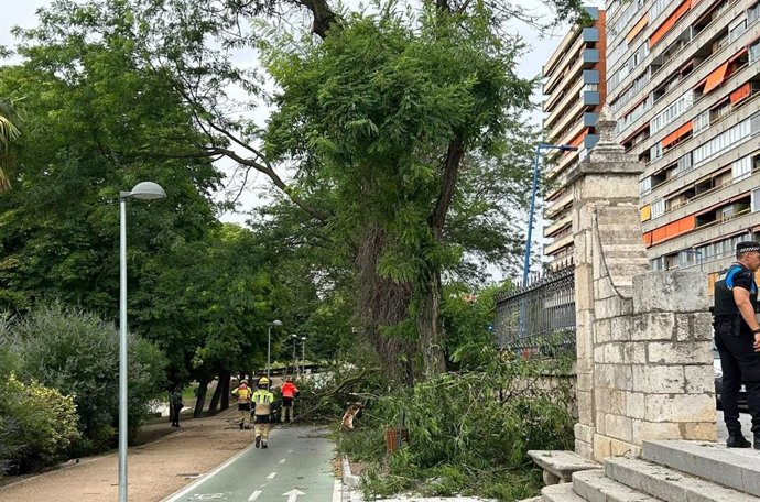 Árbol Caído Sobre El Carril Bici De Los Parques De La Rosaleda Y Las Moreras, En Valladolid.