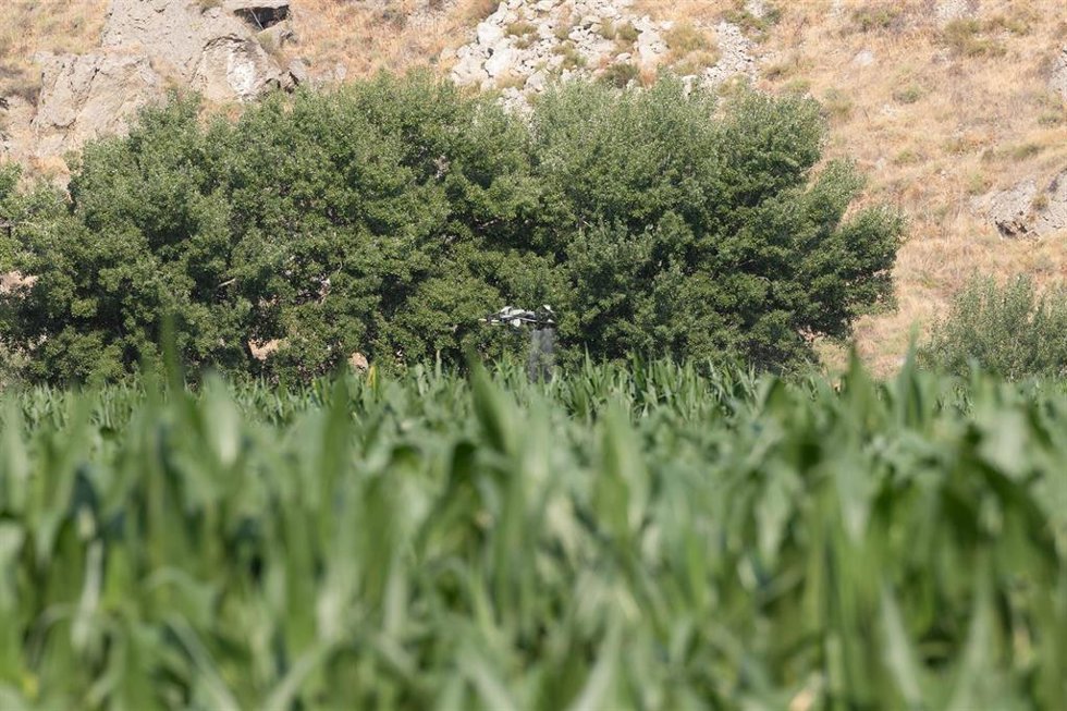 Un dron fertilizante vuela durante la presentación del Plan Estatal de Fertilizantes, en la Finca de Maíz, a 6 de julio de 2026, en San Martín de la Vega, Madrid (España)