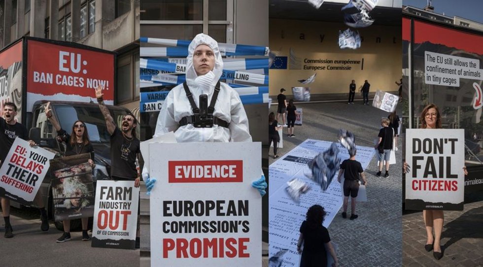 Activistas y eurodiputados reclamaron a la Comisión Europea que actúe.