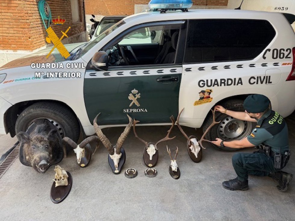 Intervenidos nueve trofeos de caza mayor en Álora
