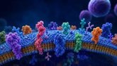 Foto: Un nuevo método identifica con gran precisión las proteínas de la superficie celular fundamentales en inmunoterapia