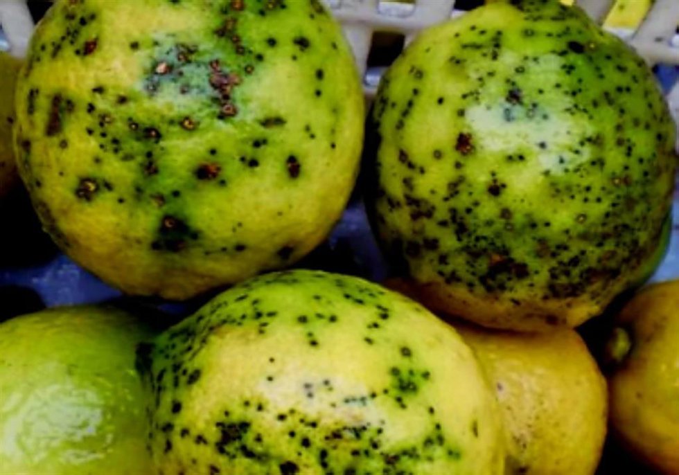 Limones con mancha negra