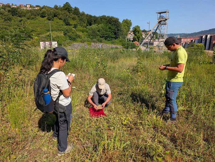 Un estudio de la Universidad de Oviedo identifica plantas nativas con potencial para restaurar espacios urbanos degradados
