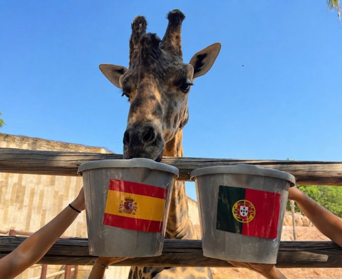 Fali, la jirafa de Terra Natura Murcia, predice los resultados de los partidos de España en el Mundial