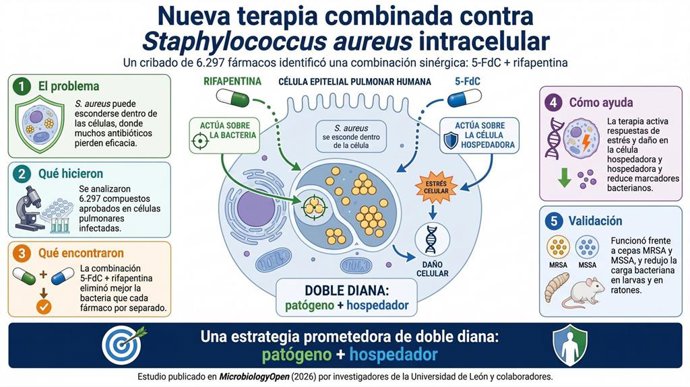 Infograma que explica el trabajo y resultados del estudio sobre la bacteria Staphylococcus aureus publicado en la revista MicrobiologyOpen.