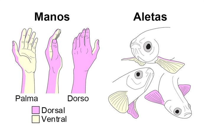 Un estudio, en el que ha participado la UC, descubre en los peces el origen de las diferencias entre el dorso y la palma en las extremidades
