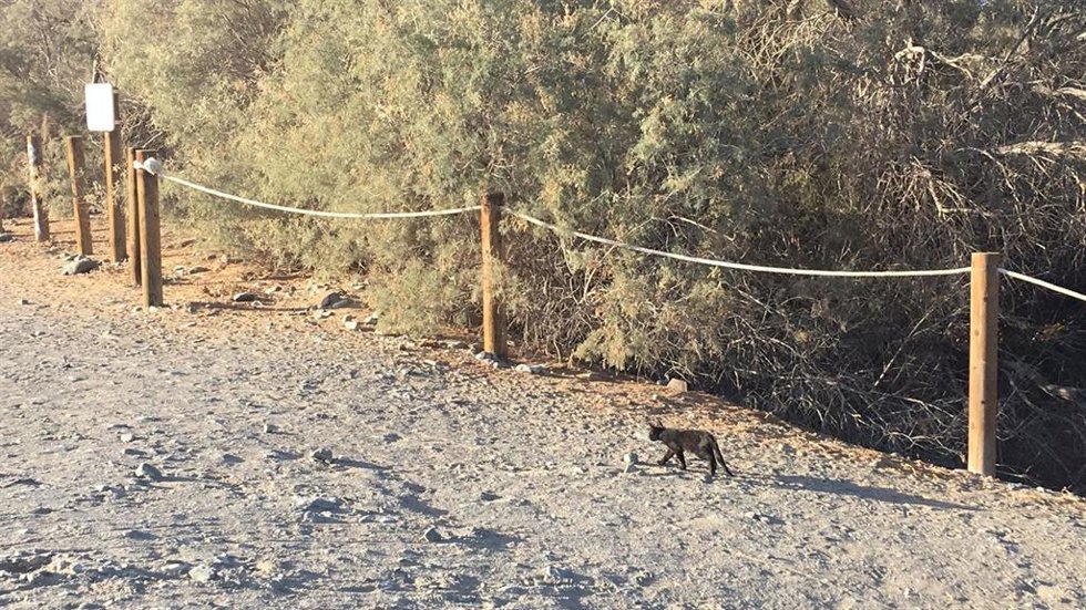 Un gato en la isla de La Graciosa