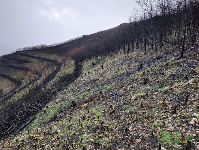 Archivo - Obras en la zona de incendios de Cangas del Narcea.