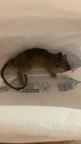 Rata.