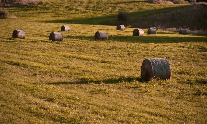 Archivo - Balas de paja sobre un campo.