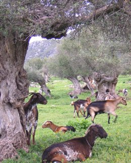 Cabras.