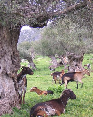 Cabras.