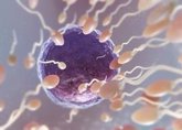Foto: Un estudio piloto vincula la exposición a disruptores endocrinos con el entorno del ovocito