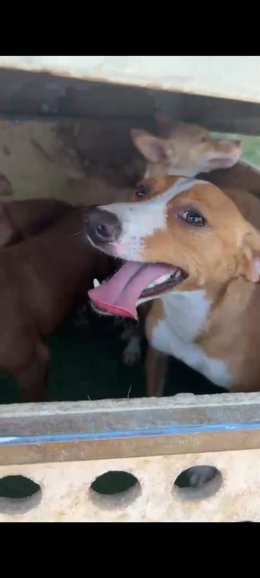 Dos de los perros salvados por el agente de Policía Nacional