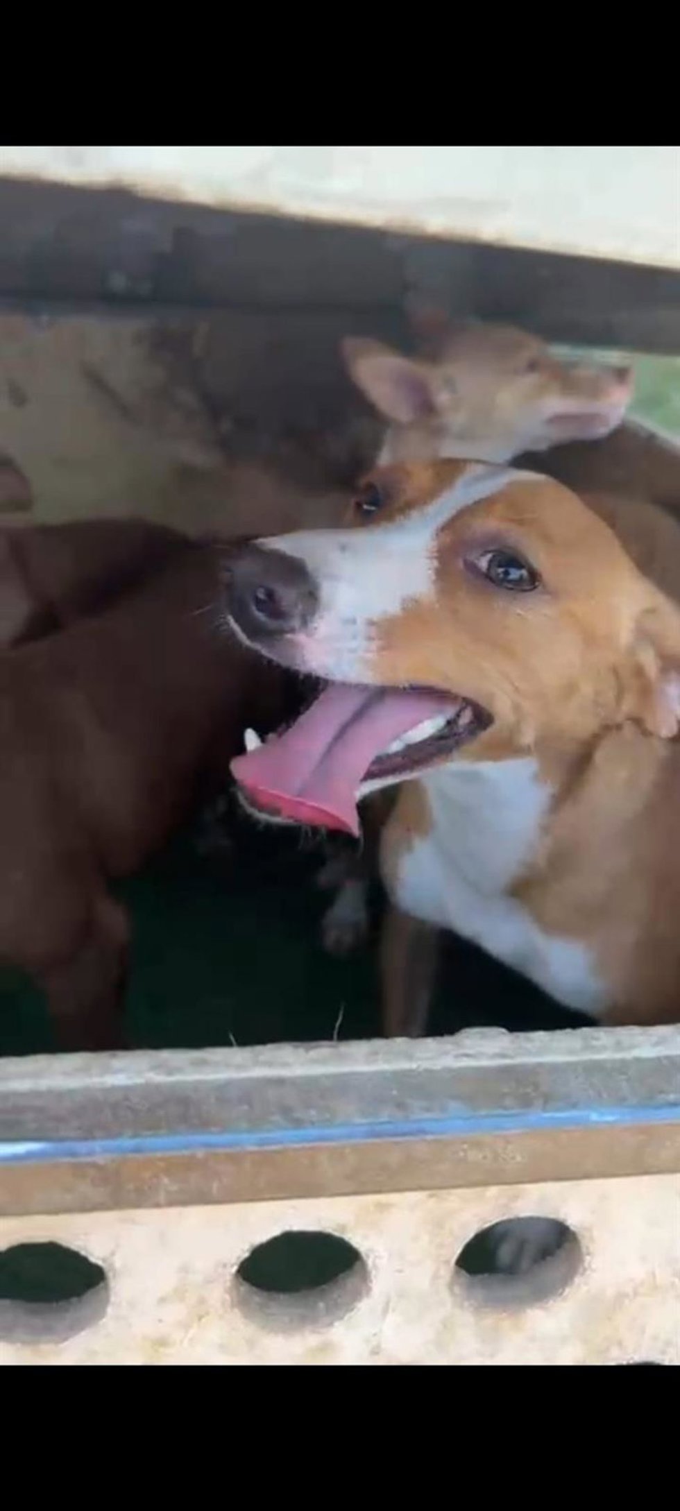 Dos de los perros salvados por el agente de Policía Nacional