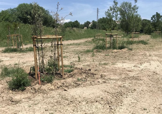 Archivo - Olmeda de Torre Ramona con el solar adecentado y algunos ejemplares plantados