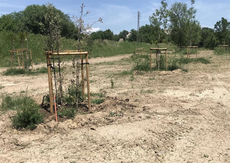 Archivo - Olmeda de Torre Ramona con el solar adecentado y algunos ejemplares plantados